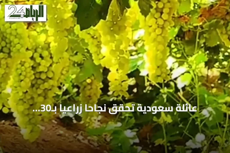 عائلة سعودية تحقق نجاحاً زراعيّاً بـ30 ألف شجرة عنب تنتج ربع مليون صندوق سنوياً
