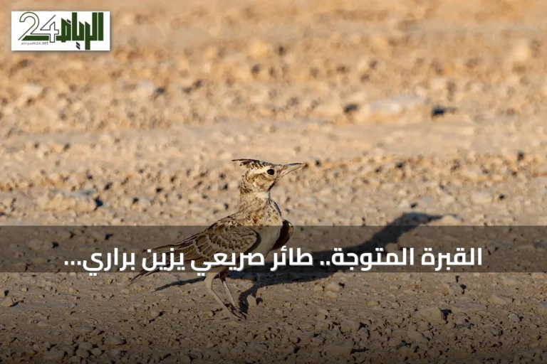القبرة المتوجة.. طائر صريعي يزين براري الحدود الشمالية ويعزز التنوع الحيوي