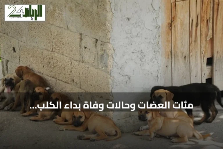 مئات العضات وحالات وفاة بداء الكلب.. الكلاب الضالة تهدد سكان تعز وتستنفر السلطات