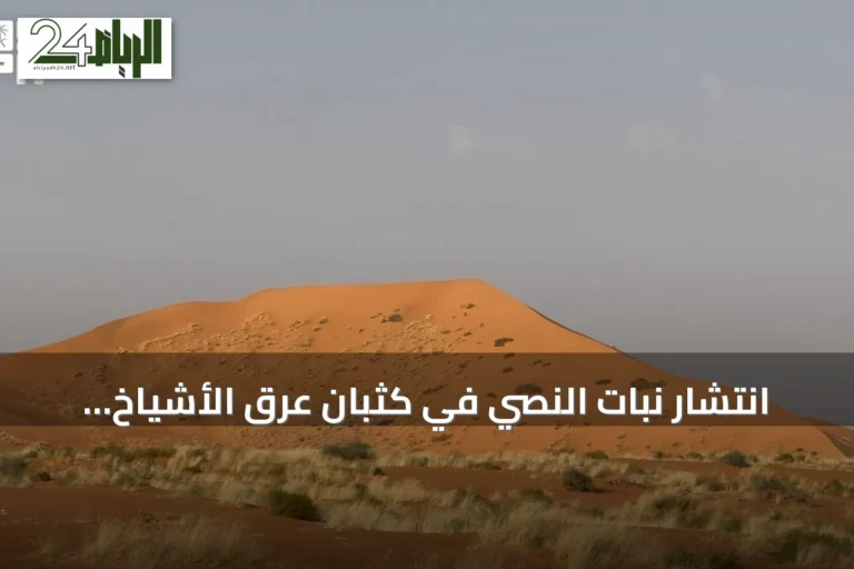 انتشار نبات النصي في كثبان عرق الأشياخ يعزز الغطاء النباتي جنوب رفحاء