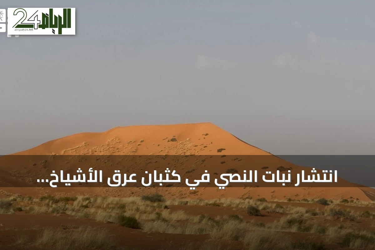 انتشار نبات النصي في كثبان عرق الأشياخ يعزز الغطاء النباتي جنوب رفحاء