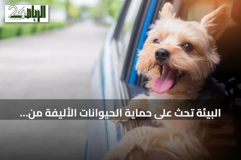 البيئة تحث على حماية الحيوانات الأليفة من حرارة الصيف وتقدم إرشادات ضرورية