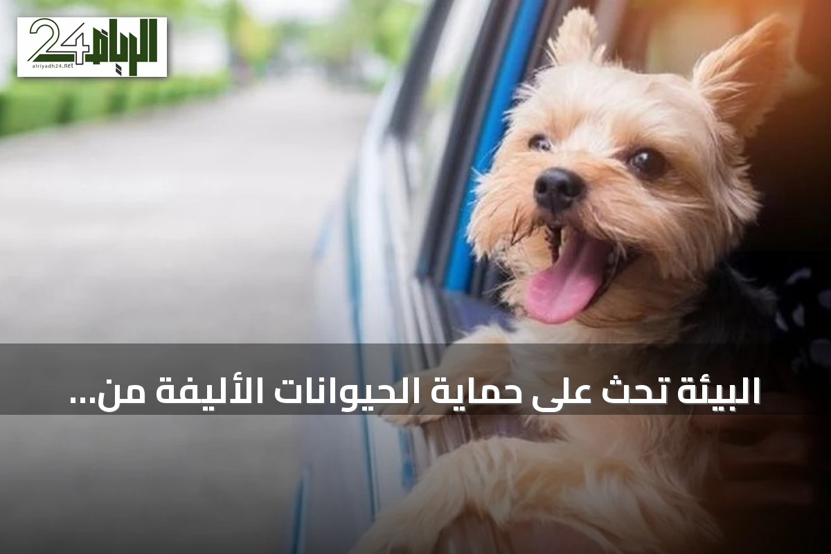 البيئة تحث على حماية الحيوانات الأليفة من حرارة الصيف وتقدم إرشادات ضرورية
