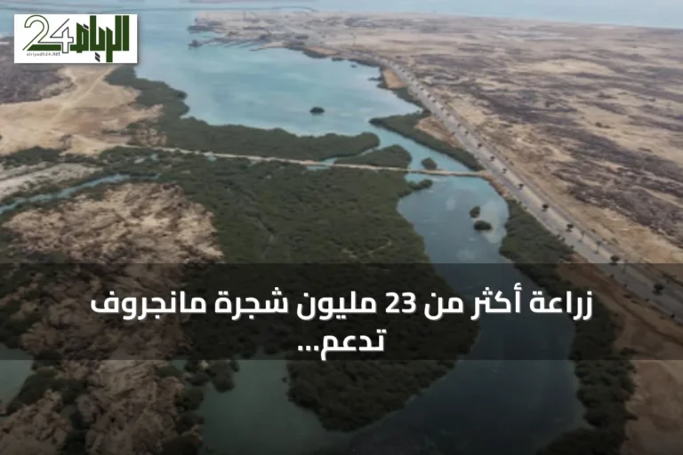 زراعة أكثر من 23 مليون شجرة مانجروف تدعم استدامة السواحل في جازان