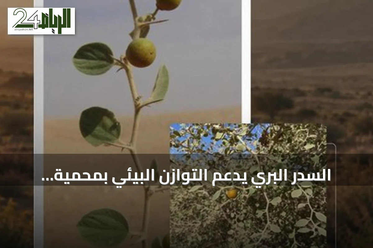السدر البري يدعم التوازن البيئي بمحمية الملك سلمان بن عبدالعزيز