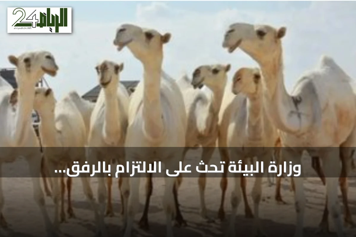 وزارة البيئة تحث على الالتزام بالرفق بالإبل في المهرجانات وتحذر من العقوبات