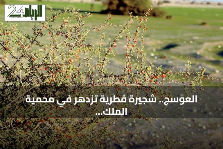 العوسج.. شجيرة فطرية تزدهر في محمية الملك سلمان وتدعم الاستدامة البيئية