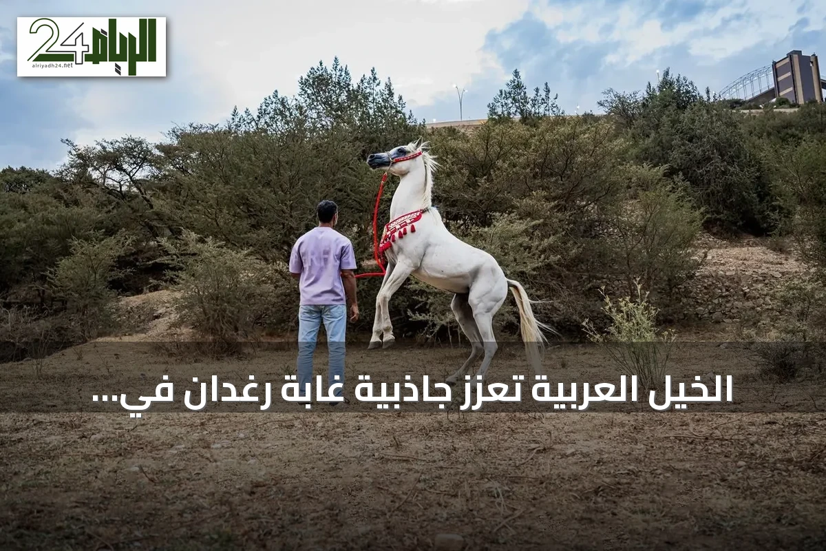 الخيل العربية تعزز جاذبية غابة رغدان في صيف الباحة 2026