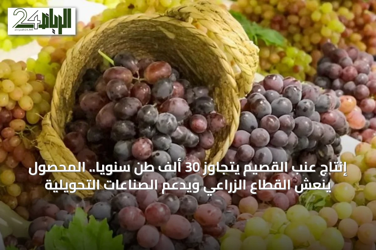 إنتاج عنب القصيم يتجاوز 30 ألف طن سنوياً.. المحصول ينعش القطاع الزراعي ويدعم الصناعات التحويلية