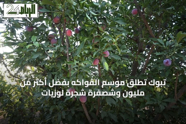 تبوك تُطلق موسم الفواكه بفضل أكثر من مليون وشصفرة شجرة لوزيات
