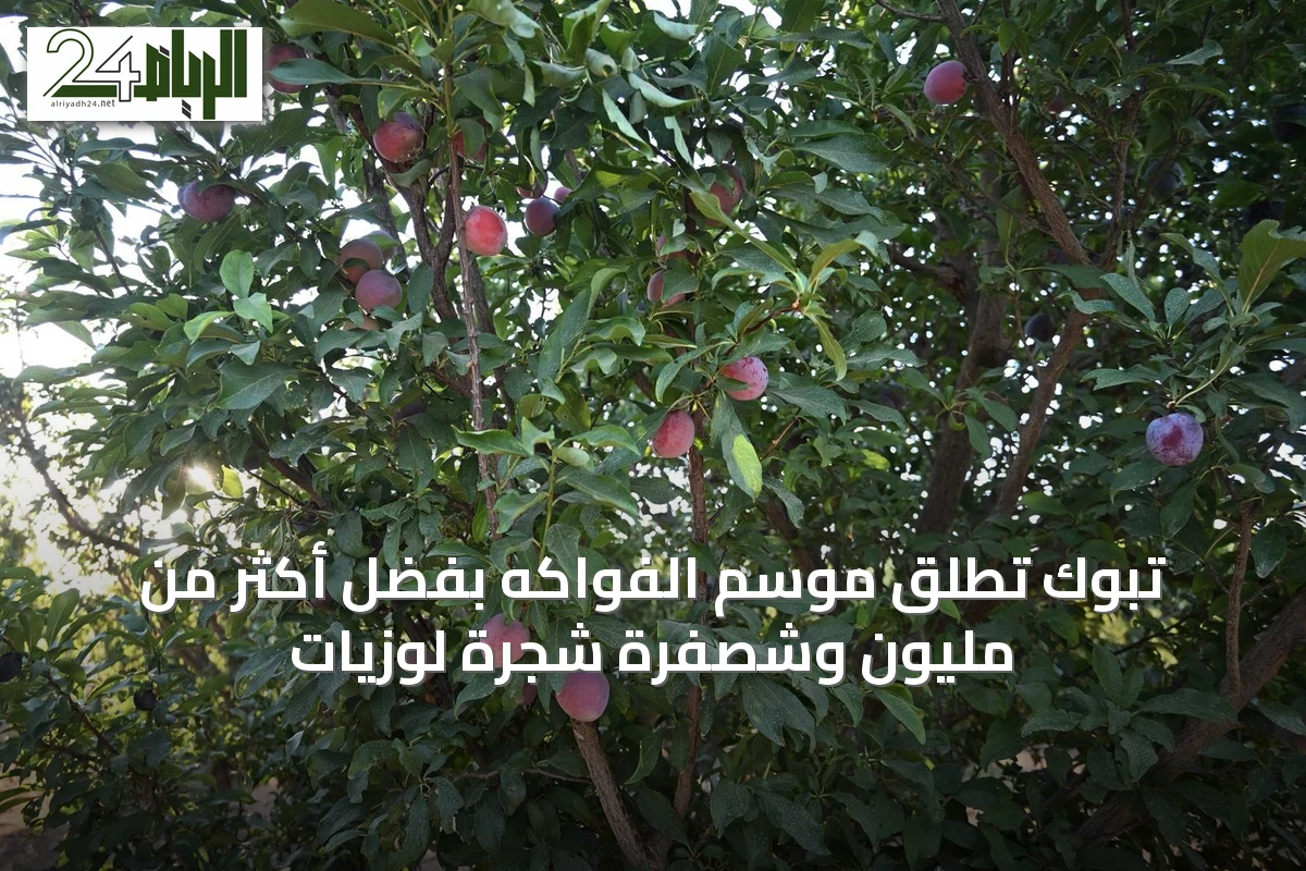 تبوك تُطلق موسم الفواكه بفضل أكثر من مليون وشصفرة شجرة لوزيات