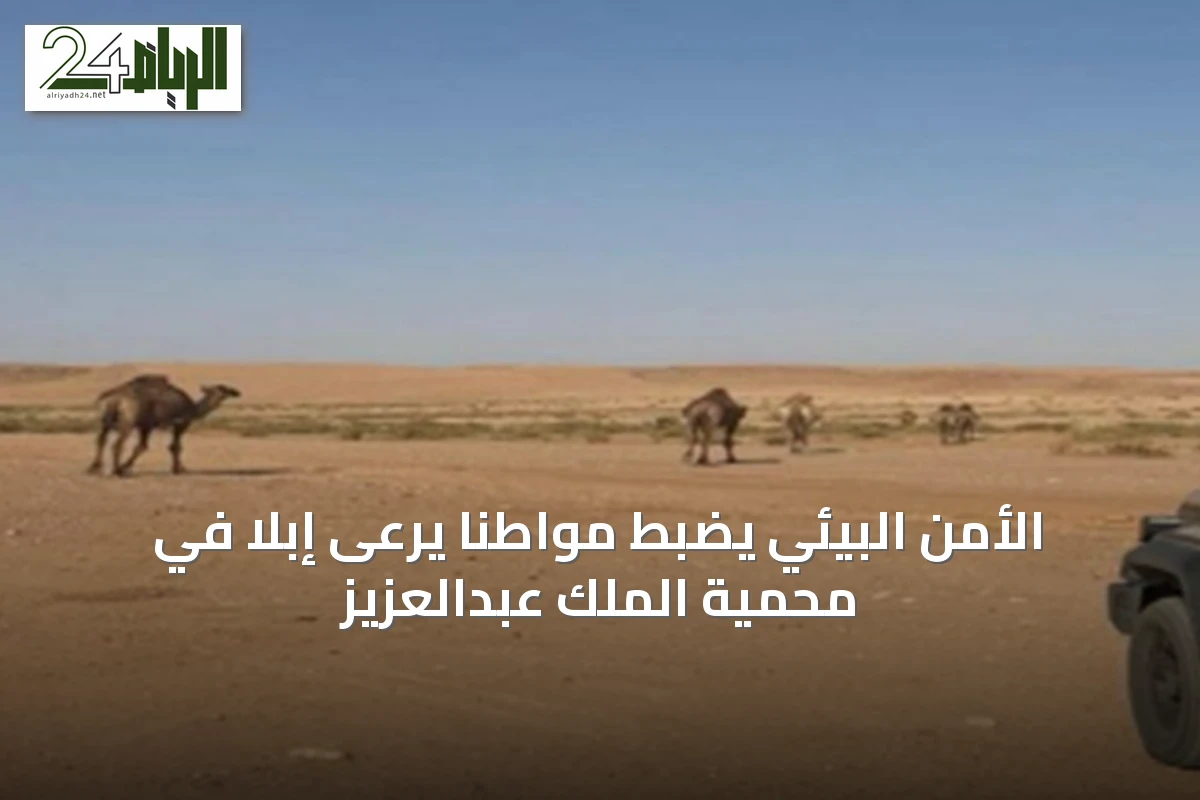 الأمن البيئي يضبط مواطناً يرعى إبلاً في محمية الملك عبدالعزيز