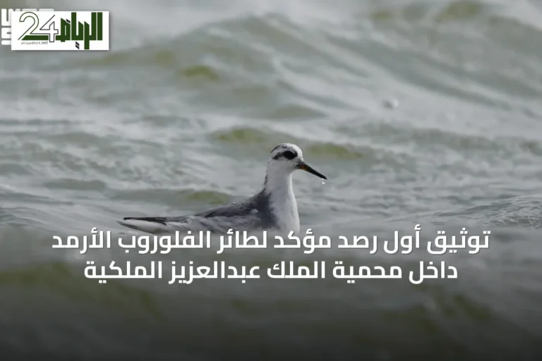 توثيق أول رصد مؤكد لطائر الفلوروب الأرمد داخل محمية الملك عبدالعزيز الملكية