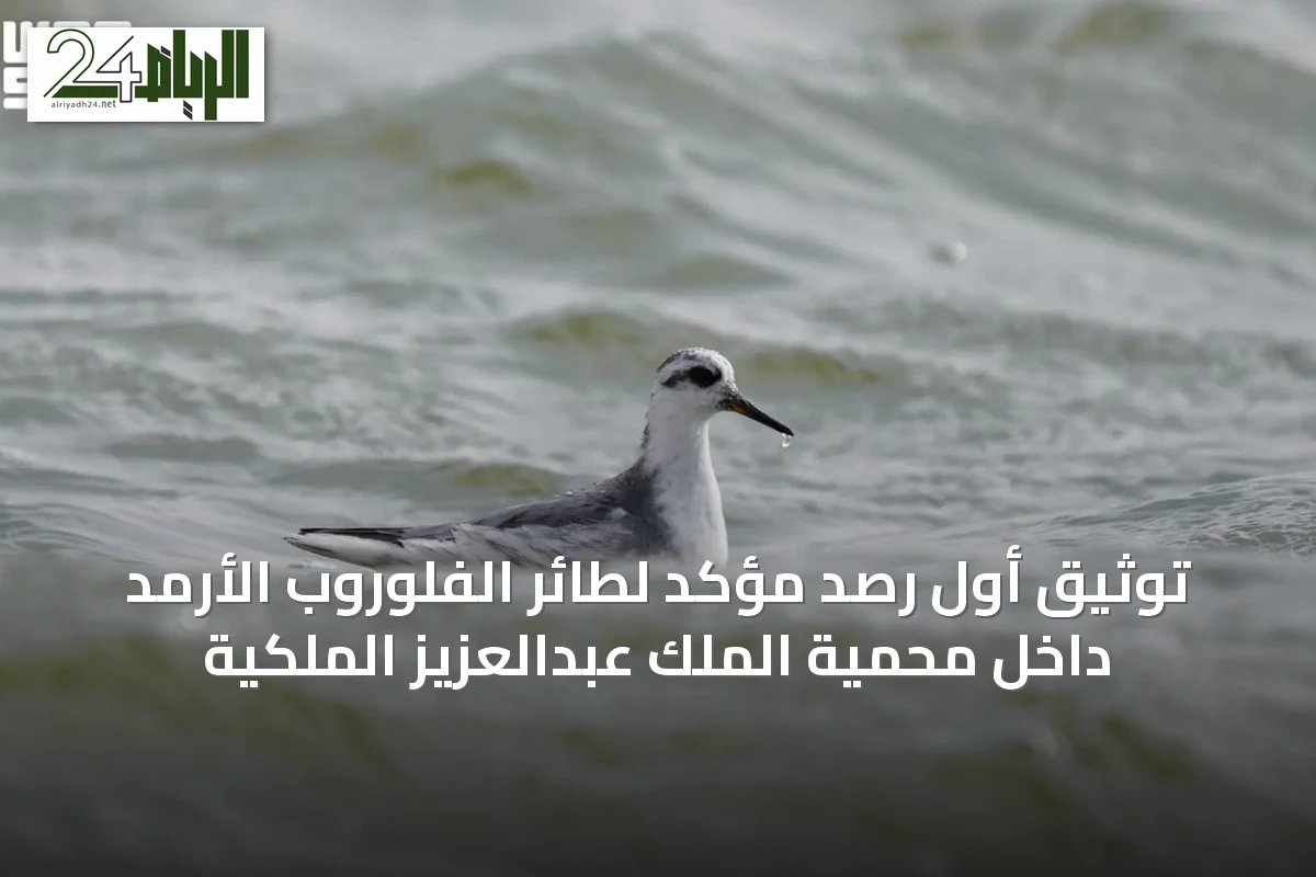 توثيق أول رصد مؤكد لطائر الفلوروب الأرمد داخل محمية الملك عبدالعزيز الملكية