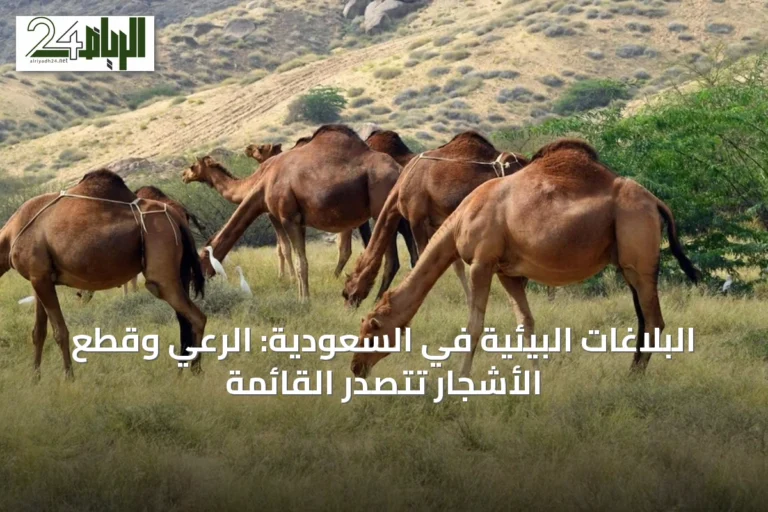 البلاغات البيئية في السعودية: الرعي وقطع الأشجار تتصدر القائمة