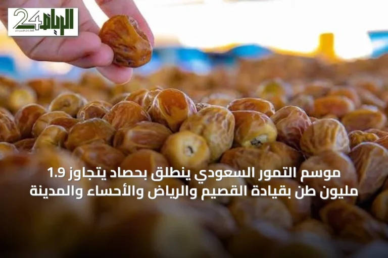 موسم التمور السعودي ينطلق بحصاد يتجاوز 1.9 مليون طن بقيادة القصيم والرياض والأحساء والمدينة