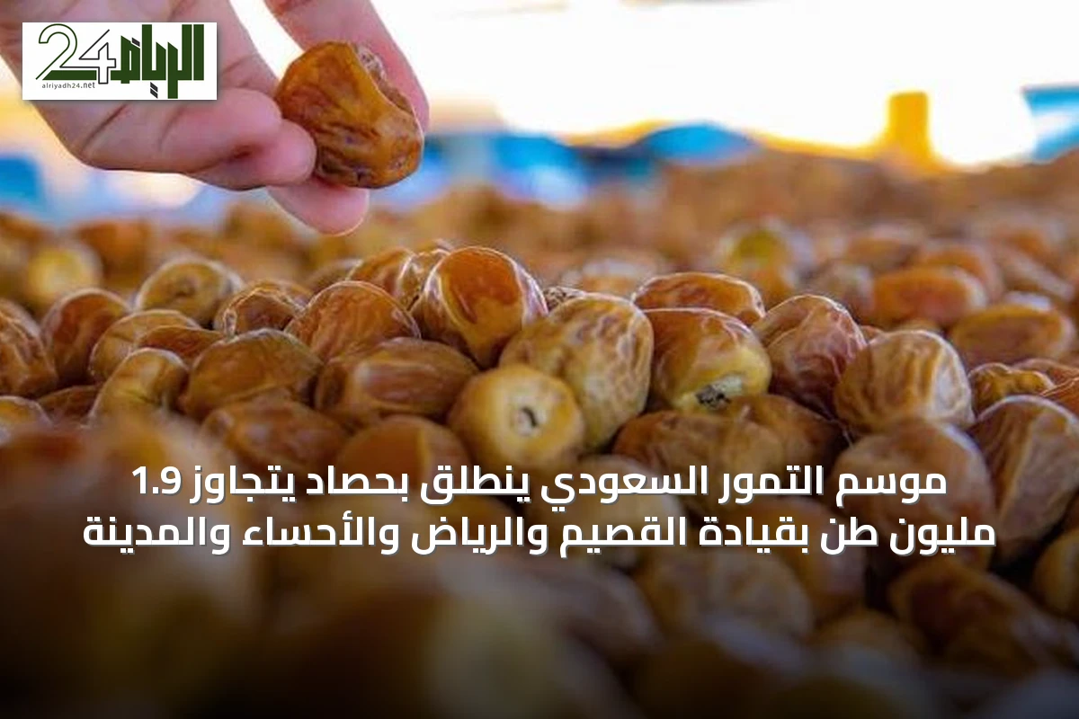 موسم التمور السعودي ينطلق بحصاد يتجاوز 1.9 مليون طن بقيادة القصيم والرياض والأحساء والمدينة