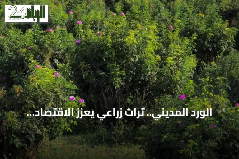 الورد المديني.. تراث زراعي يعزز الاقتصاد ويحافظ على الهوية