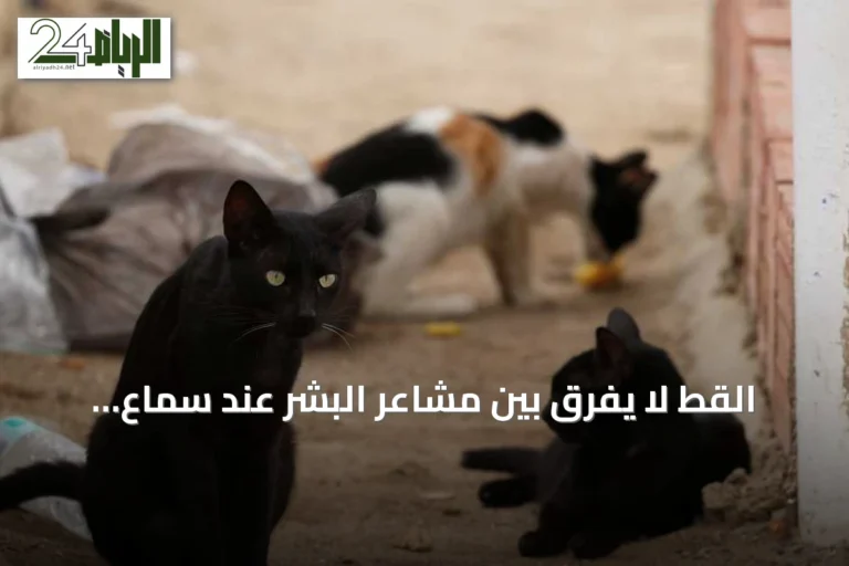 القط لا يفرق بين مشاعر البشر عند سماع أصواتهم