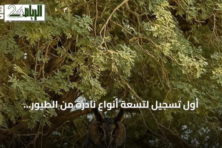 أول تسجيل لتسعة أنواع نادرة من الطيور المهاجرة داخل محمية الملك عبدالعزيز الملكية