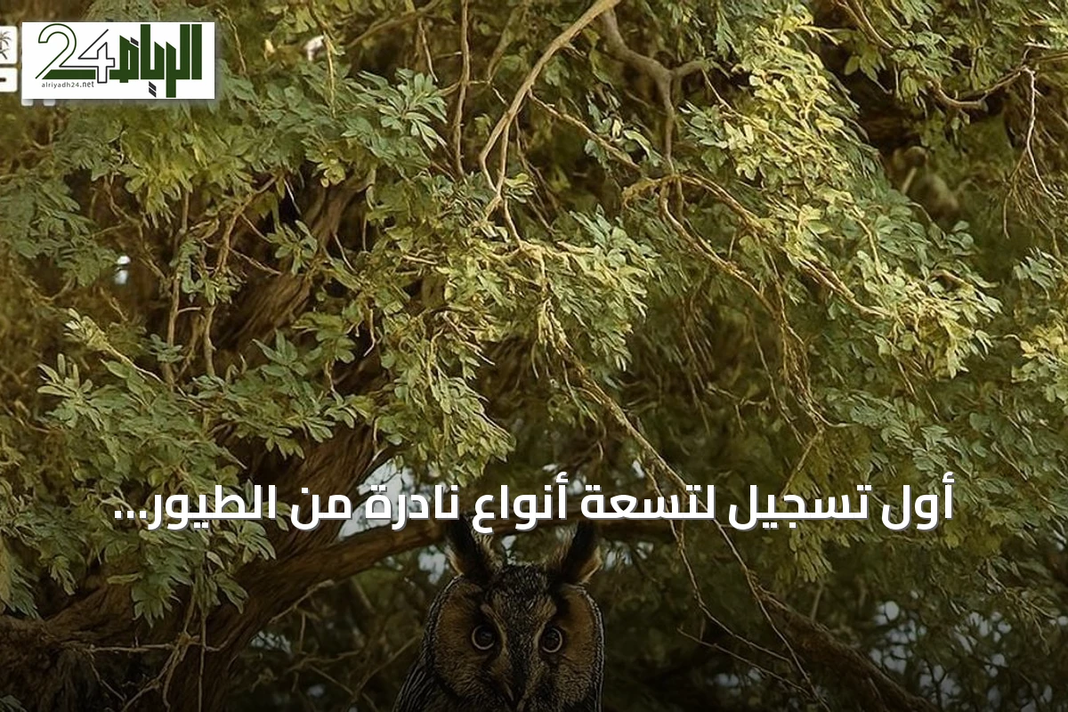 أول تسجيل لتسعة أنواع نادرة من الطيور المهاجرة داخل محمية الملك عبدالعزيز الملكية