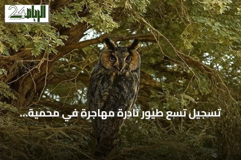 تسجيل تسع طيور نادرة مهاجرة في محمية الملك عبدالعزيز للمرة الأولى