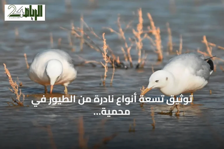 توثيق تسعة أنواع نادرة من الطيور في محمية الملك عبدالعزيز يضيف سجلاً علمياً جديداً