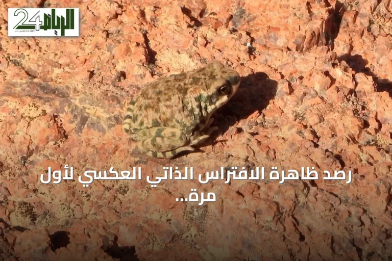 رصد ظاهرة الافتراس الذاتي العكسي لأول مرة عالميًا في محمية الملك سلمان بن عبدالعزيز الملكية