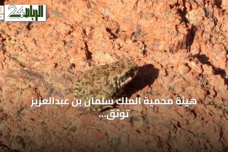 هيئة محمية الملك سلمان بن عبدالعزيز توثق ظاهرة فريدة في سلوك البرمائيات