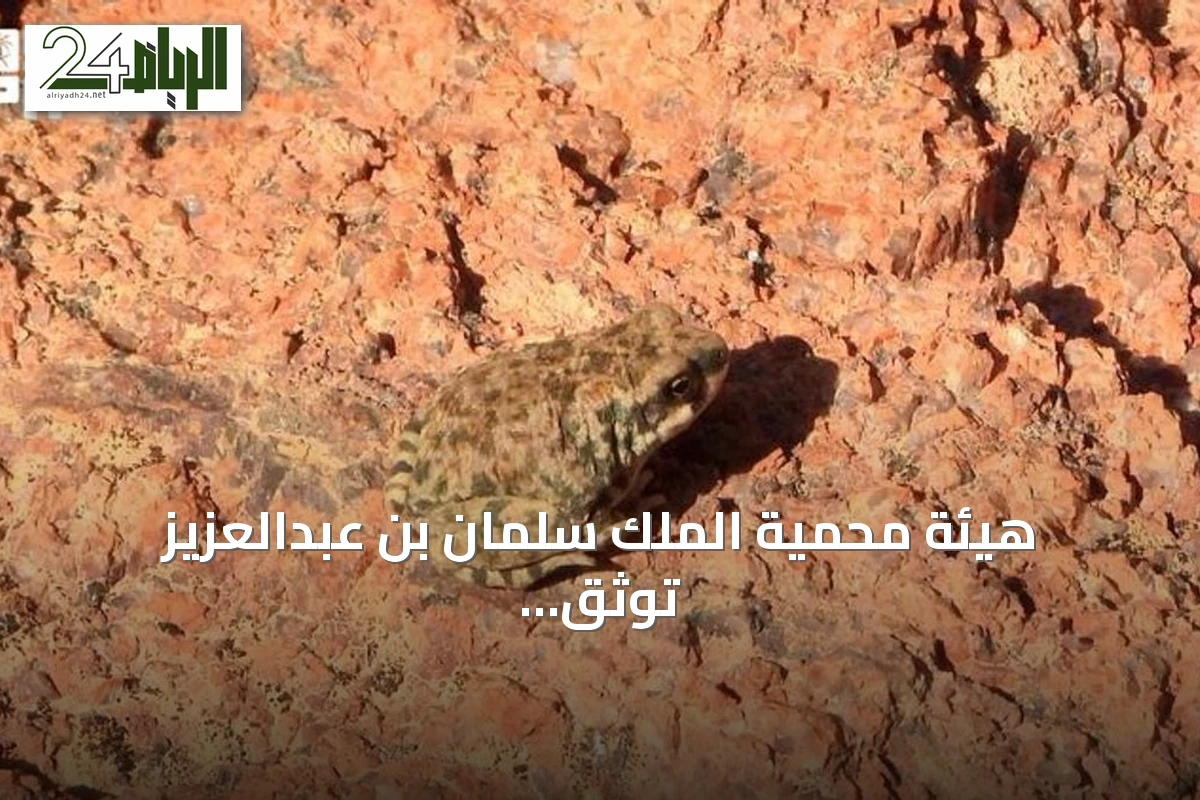 هيئة محمية الملك سلمان بن عبدالعزيز توثق ظاهرة فريدة في سلوك البرمائيات