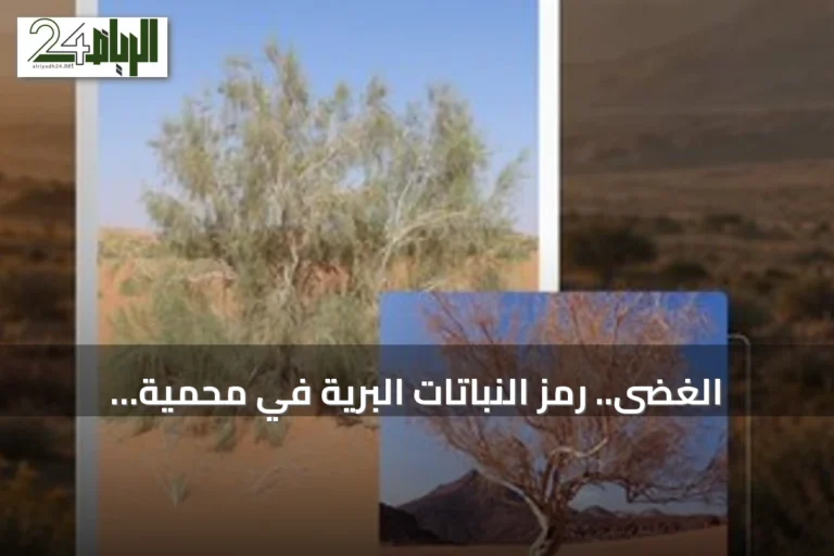 الغضى.. رمز النباتات البرية في محمية الملك سلمان وأهميته البيئية