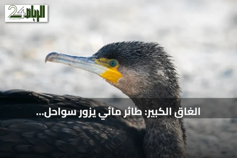 الغاق الكبير: طائر مائي يزور سواحل السعودية شتاءً
