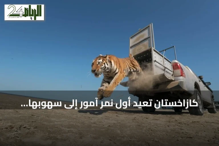 كازاخستان تُعيد أول نمر آمور إلى سهوبها بعد انقطاع سبعين سنة