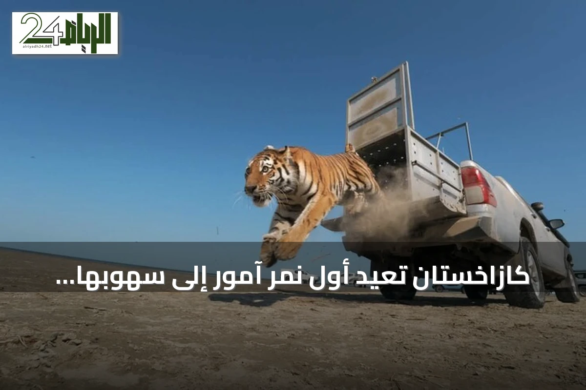كازاخستان تُعيد أول نمر آمور إلى سهوبها بعد انقطاع سبعين سنة