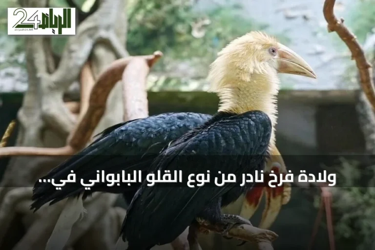 ولادة فرخ نادر من نوع القلو البابواني في حديقة حيوان موسكو