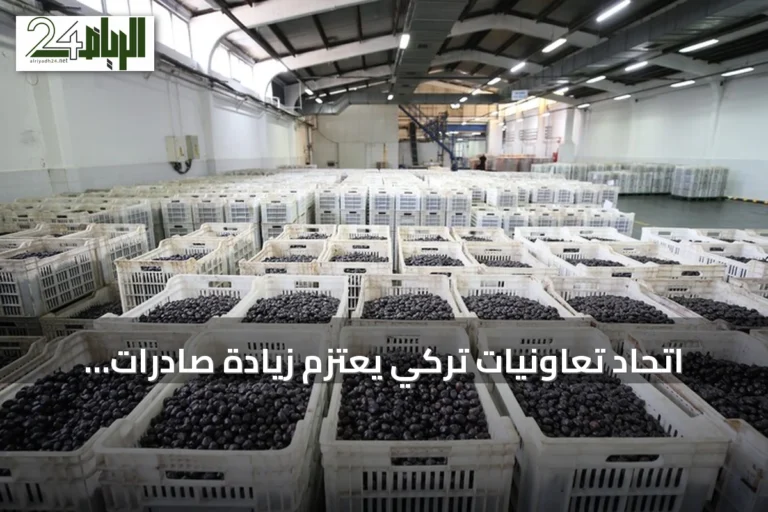 اتحاد تعاونيات تركي يعتزم زيادة صادرات الزيتون إلى أسواق الشرق الأوسط