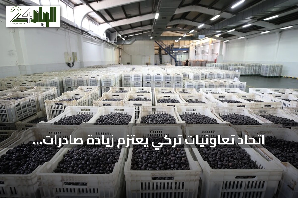 اتحاد تعاونيات تركي يعتزم زيادة صادرات الزيتون إلى أسواق الشرق الأوسط