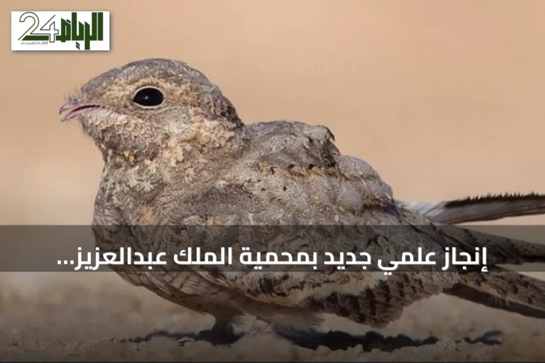 إنجاز علمي جديد بمحمية الملك عبدالعزيز.. توثيق أول حالة تكاثر لطائر السبد المصري