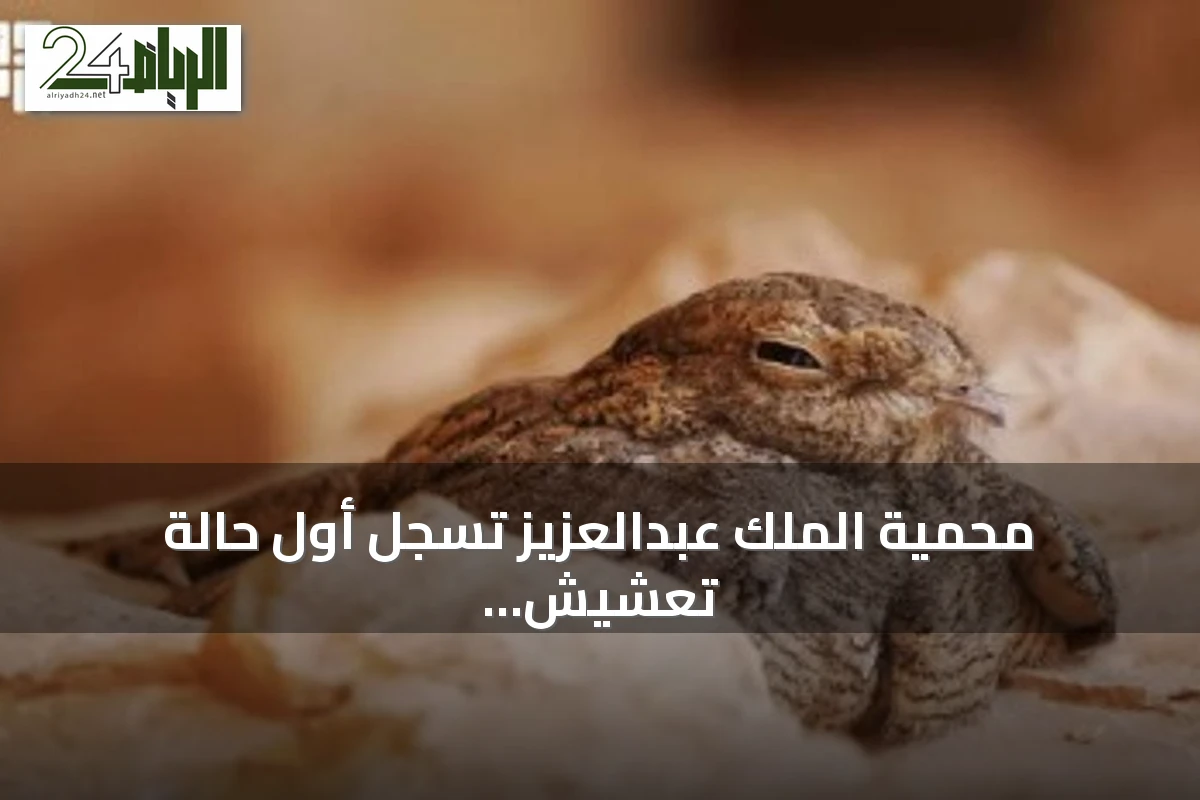 محمية الملك عبدالعزيز تسجل أول حالة تعشيش مؤكدة للسبد المصري بالمملكة