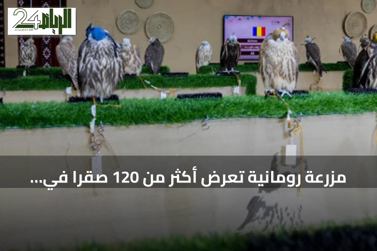 مزرعة رومانية تعرض أكثر من 120 صقراً في أول مشاركة لها بالمزاد الدولي للصقور