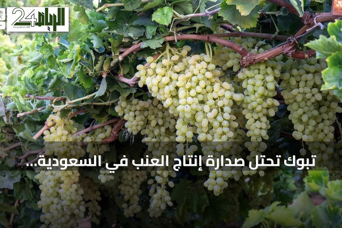 تبوك تحتل صدارة إنتاج العنب في السعودية بـ 1.5 مليون شجرة مثمرة