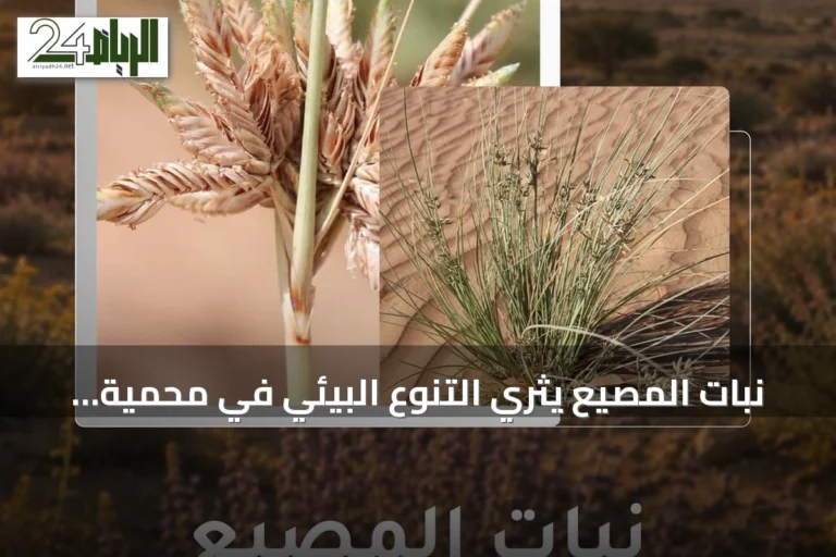 نبات المصيع يُثري التنوع البيئي في محمية الملك سلمان الملكية