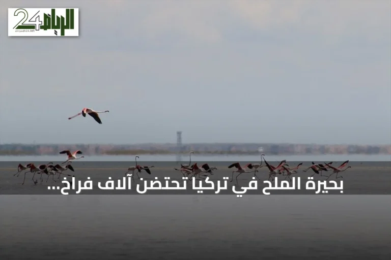 بحيرة الملح في تركيا تحتضن آلاف فراخ الفلامينغو في نظام حضانة جماعي نادر