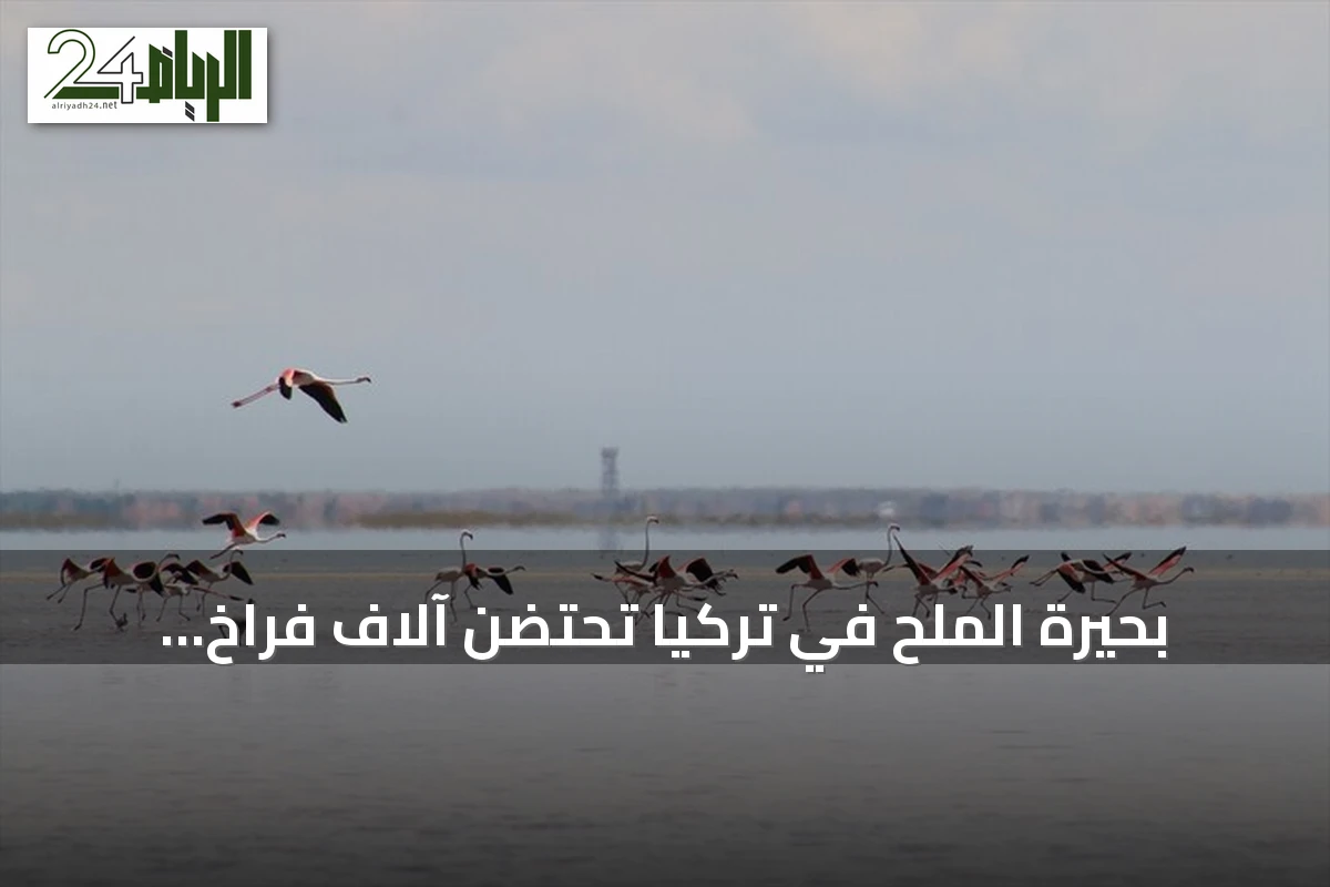 بحيرة الملح في تركيا تحتضن آلاف فراخ الفلامينغو في نظام حضانة جماعي نادر