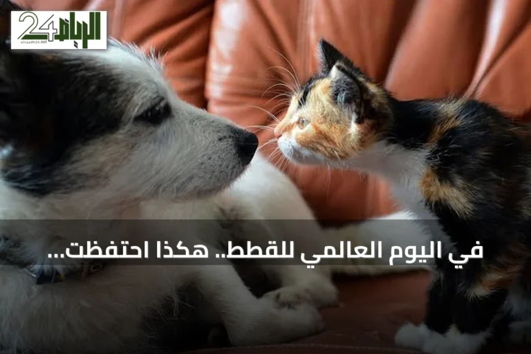في اليوم العالمي للقطط.. هكذا احتفظت القطة بلقب سيدة المنازل