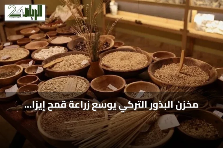 مخزن البذور التركي يوسع زراعة قمح إيزا التاريخي الذي يعود إلى 12 ألف عام