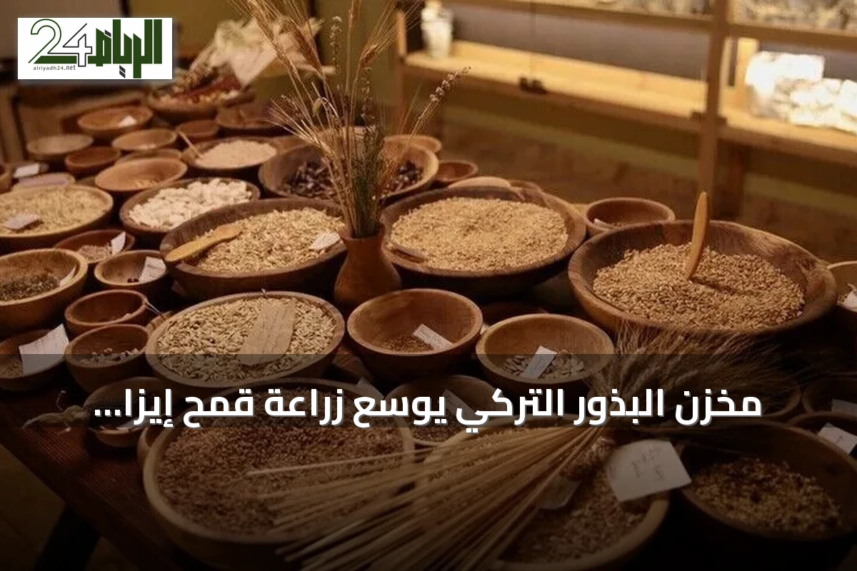 مخزن البذور التركي يوسع زراعة قمح إيزا التاريخي الذي يعود إلى 12 ألف عام