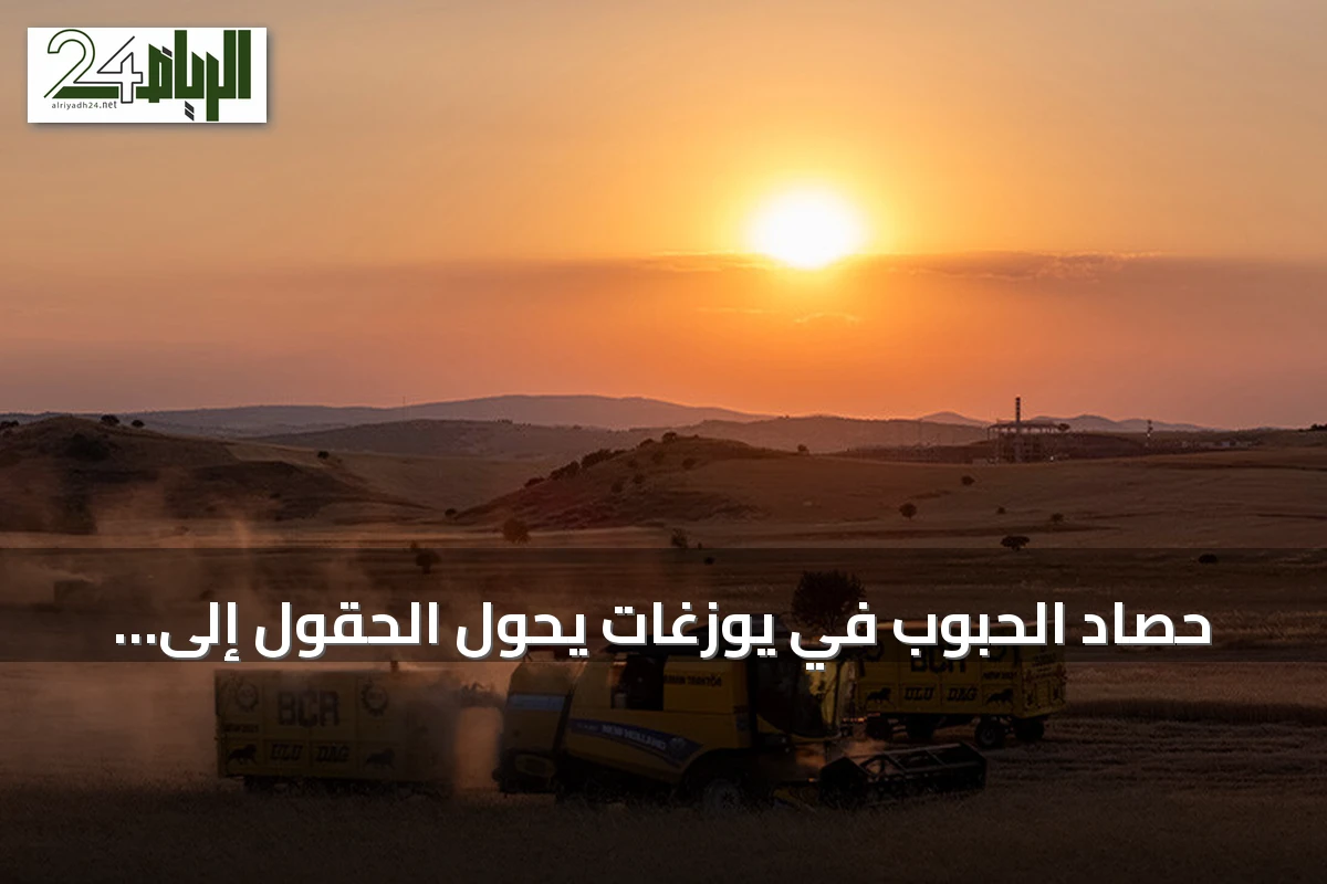 حصاد الحبوب في يوزغات يحوّل الحقول إلى لوحة ذهبية من الشروق للغروب
