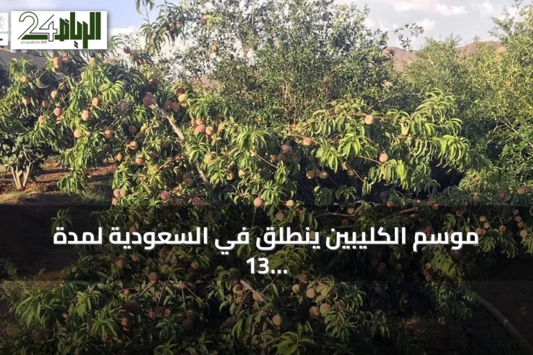 موسم الكليبين ينطلق في السعودية لمدة 13 يوماً من ذروة الحر ونضج التمور