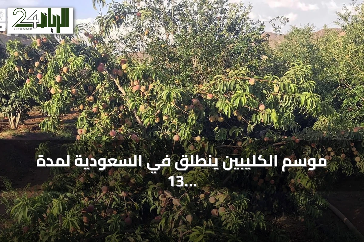 موسم الكليبين ينطلق في السعودية لمدة 13 يوماً من ذروة الحر ونضج التمور